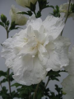 Eibisch-Hibiscus White Chiffon